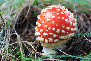 世界菌类科普书:轻松探索真菌王国,开启奇妙自然之旅 第1张 世界菌类科普书:轻松探索真菌王国,开启奇妙自然之旅 第1张