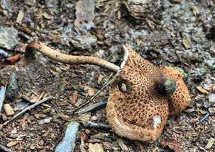 菌类的知识大全：从识别到营养，轻松掌握食用与避毒技巧