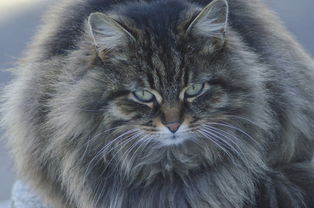 斑马常识：揭秘动物智慧如何解决生存挑战，让自然观察更轻松有趣  第1张