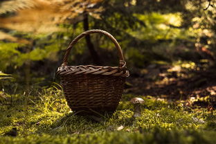 菌类的种类名称大全：从美味食用菌到危险毒菌，安全识别与选购指南